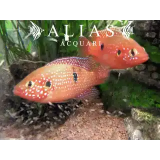 Hemichromis Bimaculatus