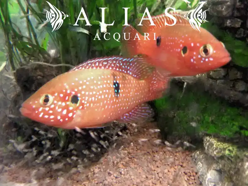 Hemichromis Bimaculatus