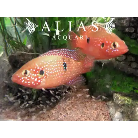 Hemichromis Bimaculatus