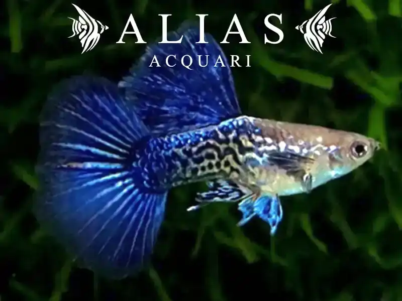 Guppy in coppia Purple Dragon