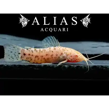 Hoplosternum thoracatum albino