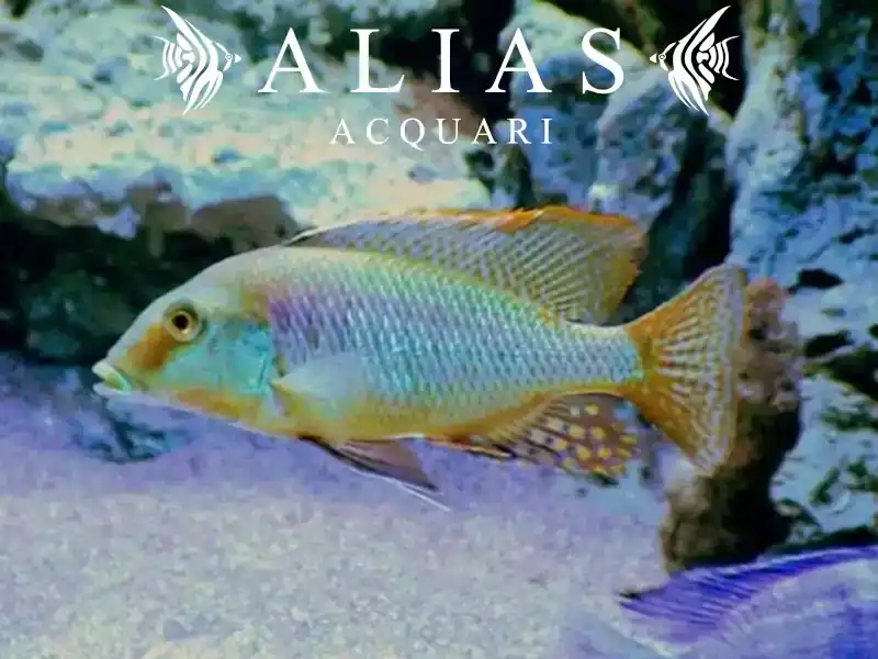 Taeniolethrinops Furcicauda