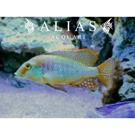 Taeniolethrinops Furcicauda