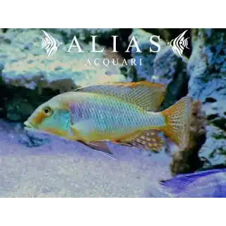 Taeniolethrinops Furcicauda