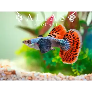 Guppy Maschio Cobra Multicolor Elephant Ears