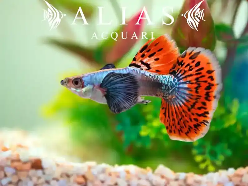Guppy Maschio Cobra Multicolor Elephant Ears