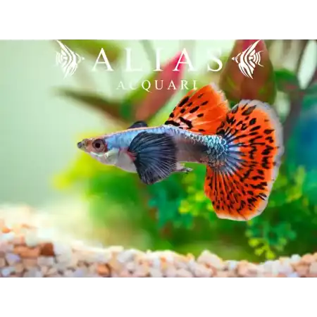 Guppy Maschio Cobra Multicolor Elephant Ears