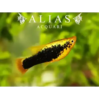 Platy Yellow Tuxedo