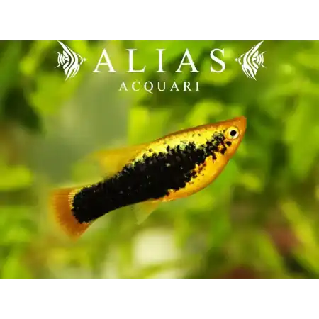 Platy Yellow Tuxedo