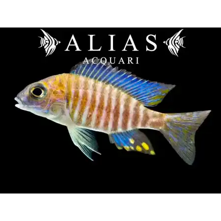 Aulonocara Ethelwihae