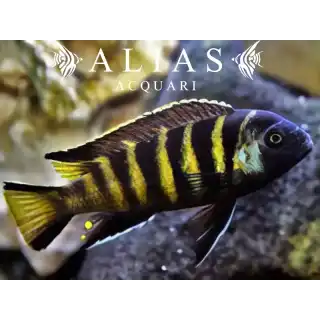 Pseudotropheus Elongatus Chailoisi