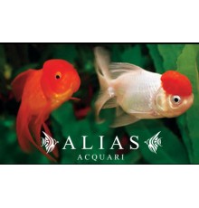 Carassius auratus l.f. Oranda ballon head mix colour