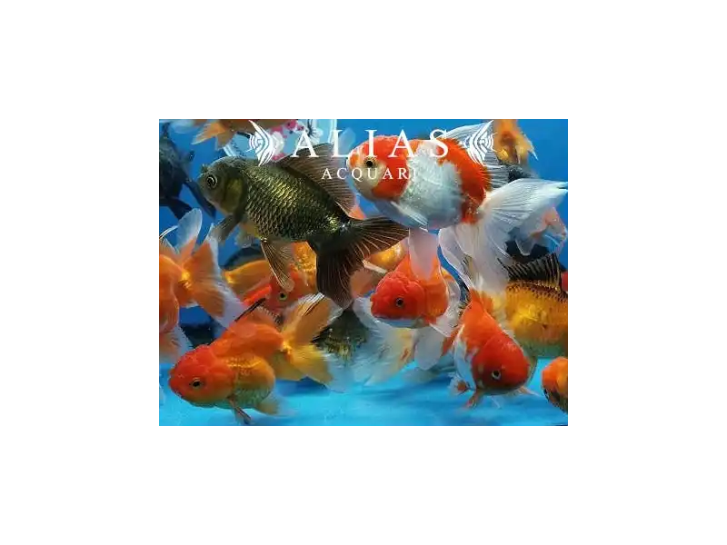 Carassius auratus Oranda balloon head mix colour long fin