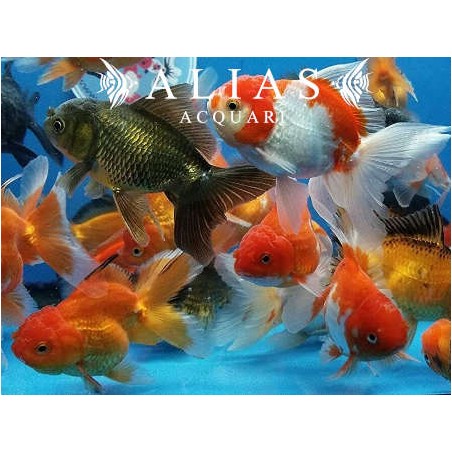Carassius auratus Oranda balloon head mix colour long fin