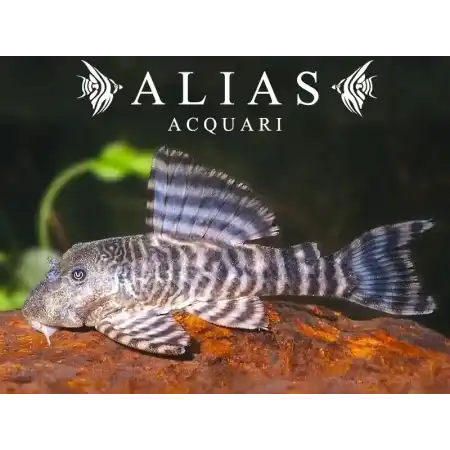 L226 Panaqolus changae