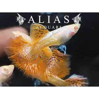Guppy in coppia Albino Red Dragon