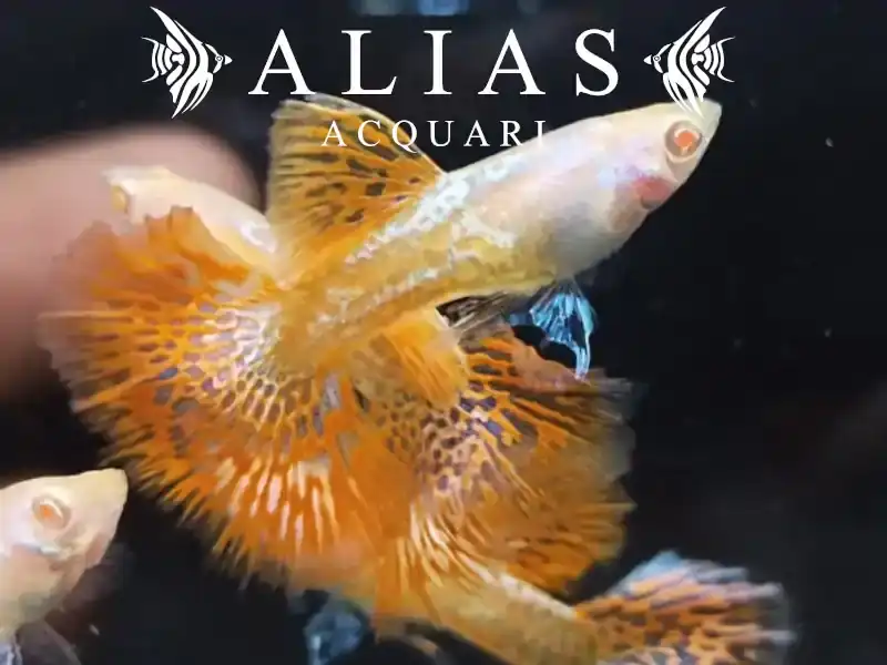 Guppy in coppia Albino Red Dragon