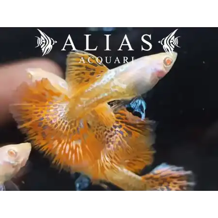Guppy in coppia Albino Red Dragon