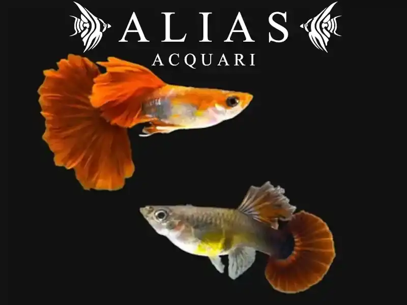Guppy in coppia HB Rosetail Red