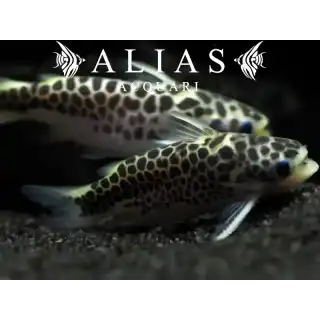 Tatia Perugiae