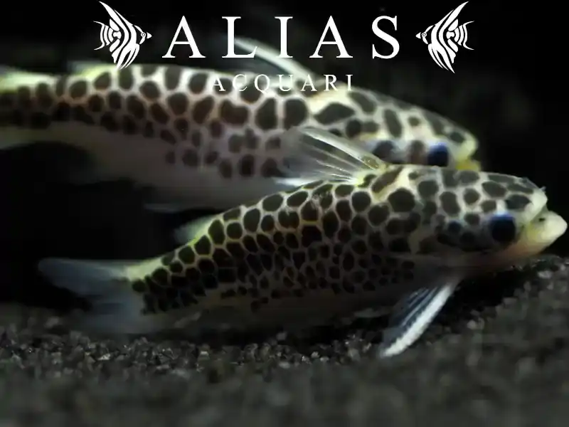 Tatia Perugiae
