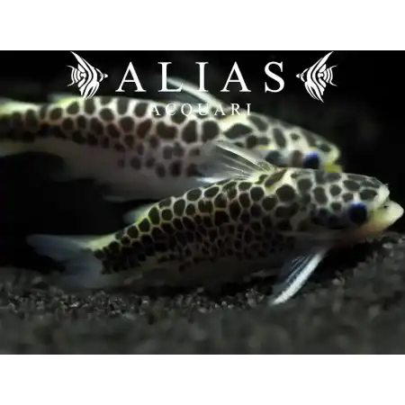 Tatia Perugiae
