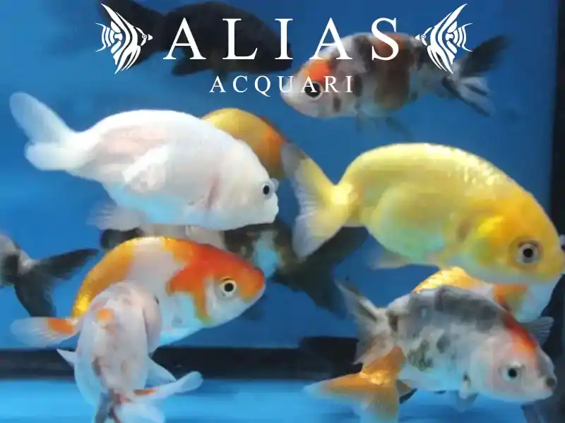 Carassius auratus ranchu mix