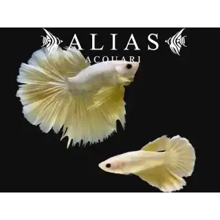 Betta Splendens in Coppia Halfmoon Gold