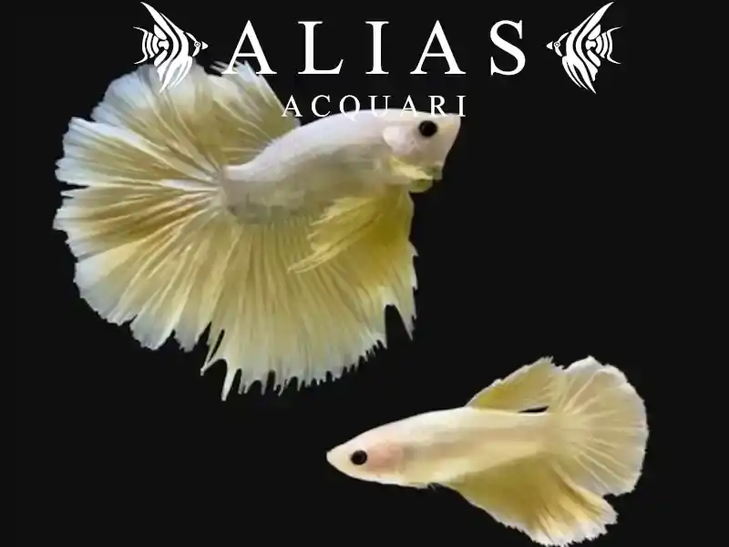 Betta Splendens in Coppia Halfmoon Gold