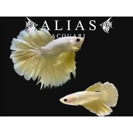 Betta Splendens in Coppia Halfmoon Gold