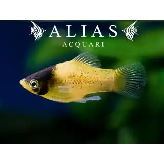 Platy Bumble Bee