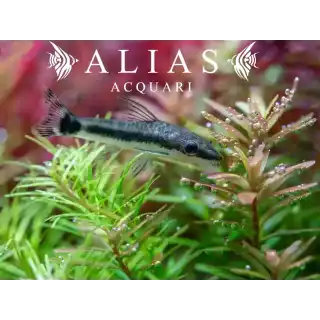 Otocinclus Affinis
