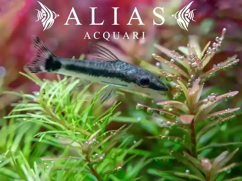 Otocinclus Affinis