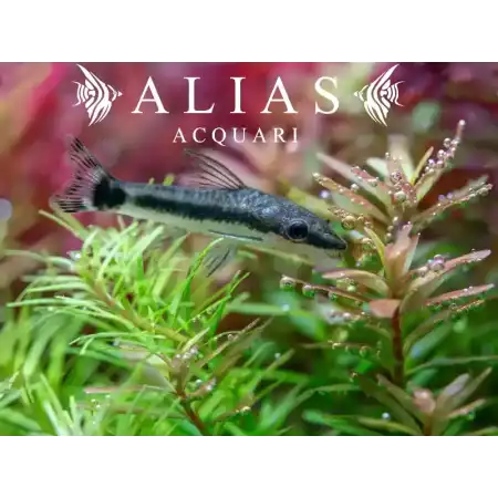 Otocinclus Affinis