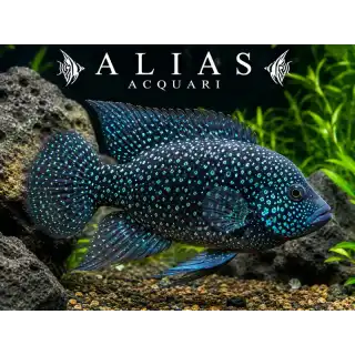 Paratilapia polleni