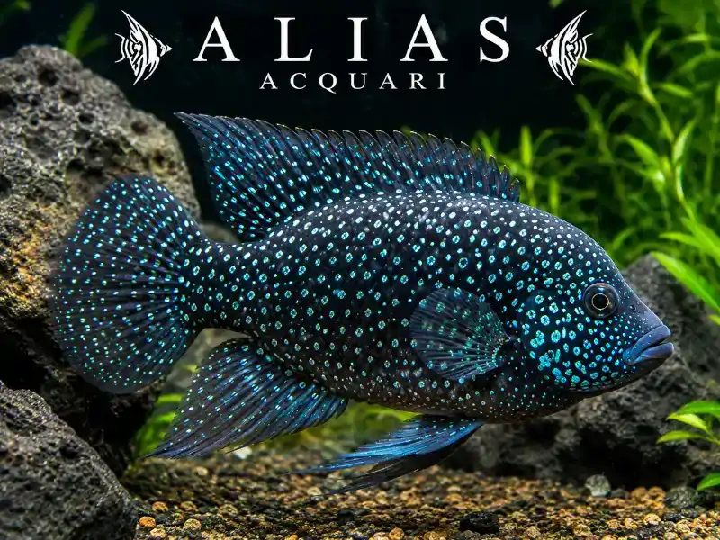 Paratilapia polleni