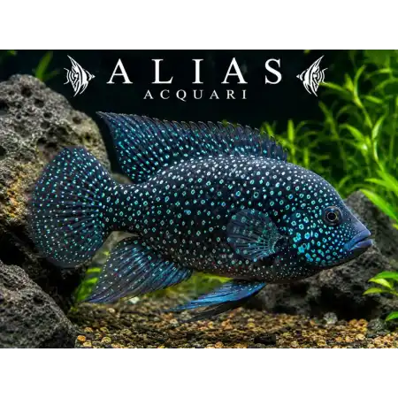 Paratilapia polleni