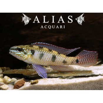 Dicrossus Maculatus