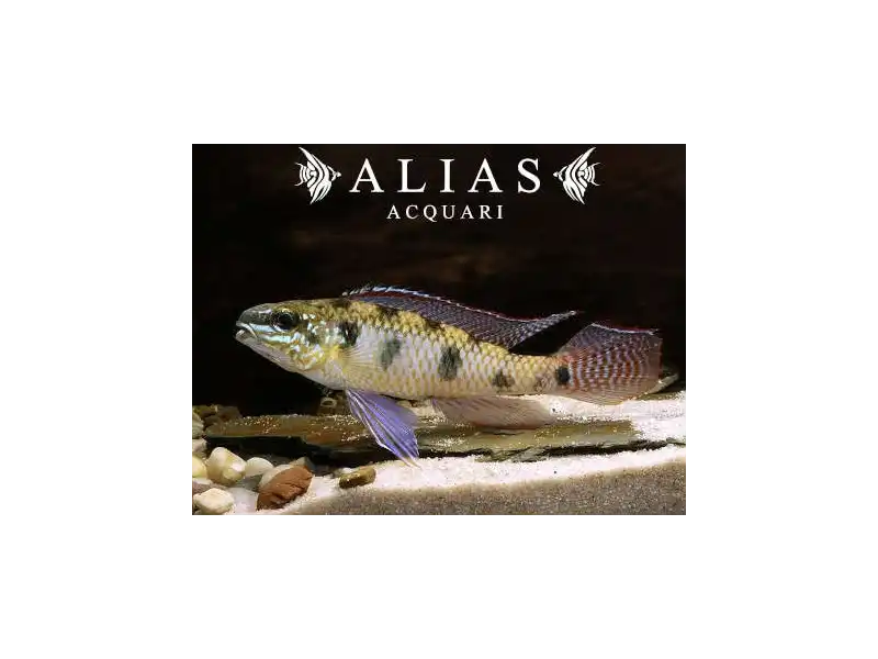 Dicrossus Maculatus