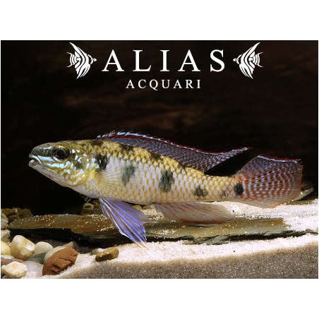 Dicrossus Maculatus