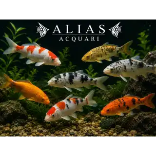 Cyprinus carp. koi euro koi B