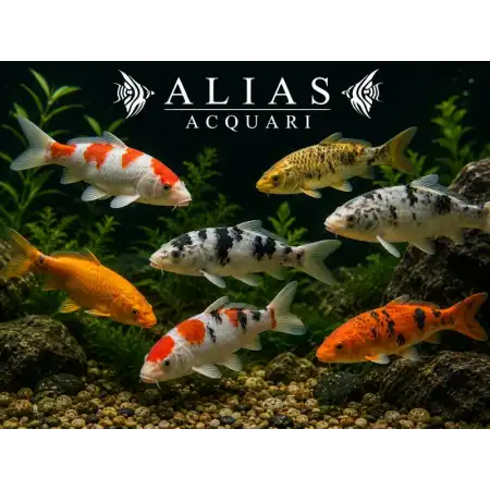 Cyprinus carp. koi euro koi B