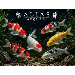 Cyprinus carp. koi euro koi A mix