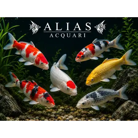Cyprinus carp. koi euro koi A mix