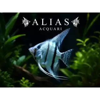 Pterophyllum scalare Blue