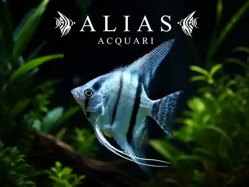 Pterophyllum scalare Blue