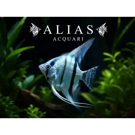Pterophyllum scalare Blue