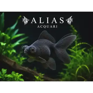 Carassius auratus black teleskop long fin