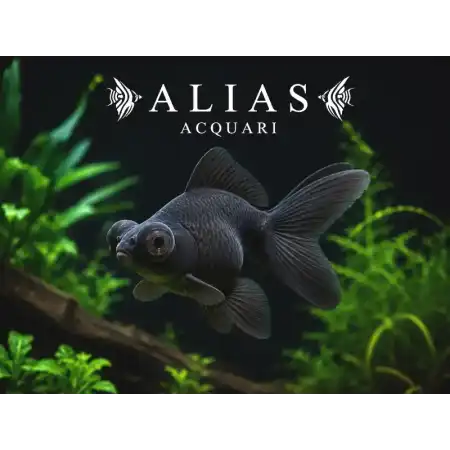 Carassius auratus black teleskop long fin