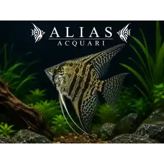 Pterophyllum scalare Jaguar